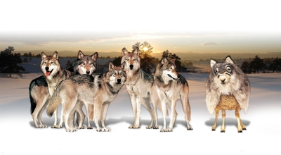 Пять волков и баран в волчьей шкуре