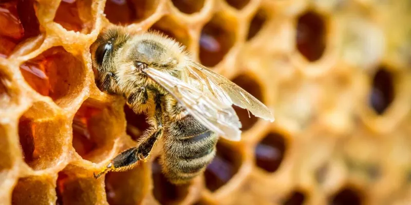 Пчела пополняет соты