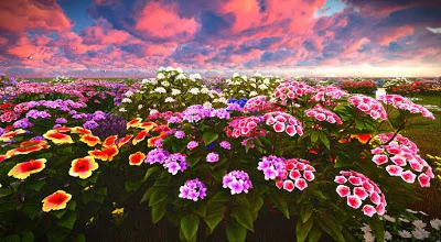 Красивое поле цветов