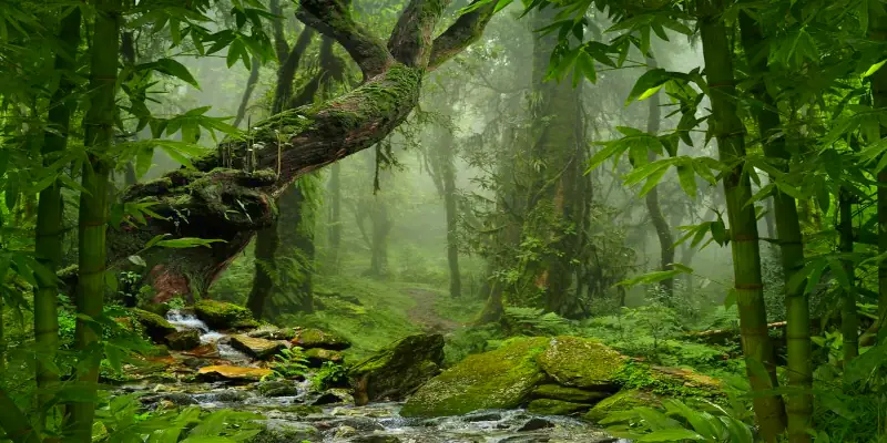 Тростник и деревья с мхом в джунглях