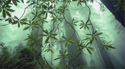 Дремучий лес с лианами