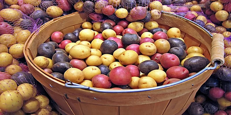 Разноцветная картошка в корзине и рядом с ней
