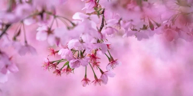 Красивая розовая сакура
