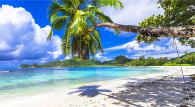 Красивый пляж с пальмой