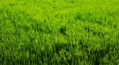 Поле зелёной травы