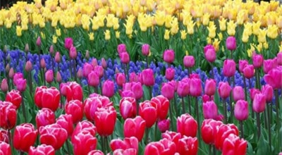 Quotes about tulips